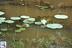 Seerosen in einem Wassergraben