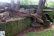 Baumwurzeln umschlingen das Mauerwerk von Sigiriya