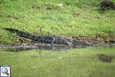 Sumpfkrokodil (Crocodylus palustris) im Wassergarten von Sigiriya