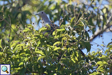 Bronzefruchttaube (Ducula aenea pusilla) in der Gartenanlage von Sigiriya