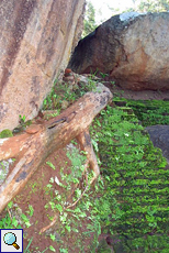 Felsen, antike Mauern und dicke Baumwurzeln im Steingarten von Sigiriya