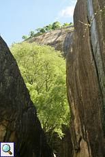 Steile Felswände und üppiges Grün am Sigiriya-Felsen