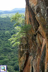 Vegetation an der Flanke des Sigiriya-Felsens