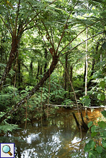Baum mit Luftwurzeln und Wasserlauf im Regenwald
