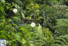 Mussaenda glabrata