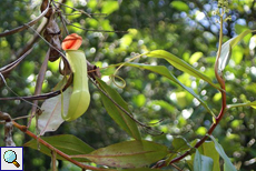 Nepenthes distillatoria, eine Kannenpflanze im Sinharaja-Regenwald