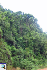 Steiler Hang mit dichter Vegetation