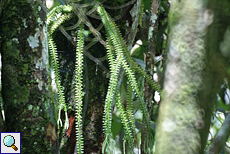Bärlapp-Art (Club Moss, Lycopodium sp.)