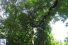 Eine Liane windet sich durch die Luft von Baum zu Baum (Unbestimmte Pflanze Nr. 63)