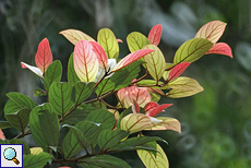 Bunte Blätter eines Strauches im Regenwald (Unbestimmte Pflanze Nr. 90)