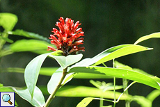 Unbestimmte Pflanze Nr. 1 im Sinharaja-Regenwald