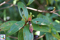 Melastoma sp. im Sinharaja-Regenwald