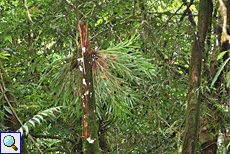 Dendrobium sp. im Sinharaja-Regenwald