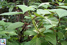 Unbestimmte Pflanze Nr. 2 im Sinharaja-Regenwald