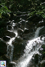 Kleiner Wasserfall im Sinharaja-Regenwald