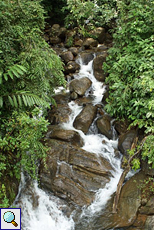 Wasserlauf mit großen Steinen im Sinharaja-Regenwald