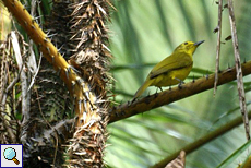 Goldbrauenbülbül (Yellow-browed Bulbul, Acritillas indica)