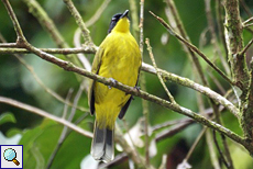 Kapuzenbülbül (Black Headed (Yellow) Bulbul, Pycnonotus melanicterus)