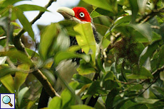Nacktstirnkuckuck (Red-faced Malkoha, Phaenicophaeus pyrrhocephalus)