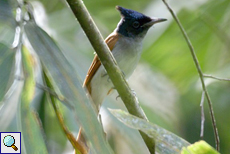 Weiblicher Hainparadiesschnäpper (Asian Paradise Flycatcher, Terpsiphone paradisi)