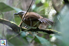 Graustirn-Häherling (Ashy-headed Laughing Thrush, Garrulax cinereifrons)