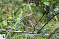 Nasenpeitschennatter (Green Vine Snake, Ahaetulla nasuta)