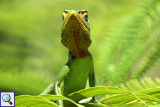 Männliche Sägerückenagame (Green Forest Lizard, Calotes calotes)