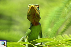 Männliche Sägerückenagame (Green Forest Lizard, Calotes calotes)