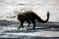 Rotbrauner Mungo (Ruddy Mongoose, Herpestes smithii)