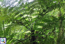 Unbestimmte Pflanze Nr. 3 im Sinharaja-Regenwald