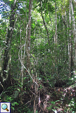 Dichte Vegetation im Sinharaja-Regenwald