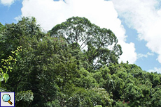 Baumkronen im Sinharaja-Regenwald