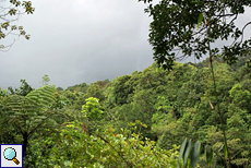 Regen kündigt sich im Sinharaja-Regenwald an