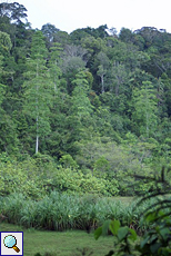 Aussicht im Sinharaja-Regenwald