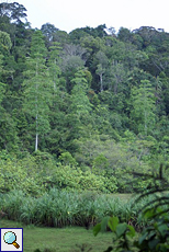 Aussicht im Sinharaja-Regenwald
