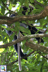 Weißbartlangur (Purple-faced Langur, Semnopithecus vetulus)