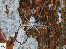 Hersilia savignyi (Two-tailed Spider)