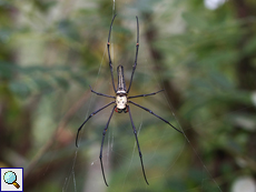 Philippinische Seidenspinne (Northern Golden Orb Weaver, Nephila pilipes pilipes), Weibchen