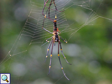 Philippinische Seidenspinne (Northern Golden Orb Weaver, Nephila pilipes pilipes), Männchen und Weibchen