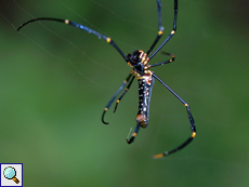 Philippinische Seidenspinne (Northern Golden Orb Weaver, Nephila pilipes pilipes), Weibchen