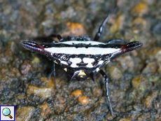 Gasteracantha geminata, Weibchen von hinten betrachtet