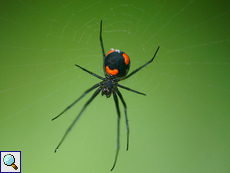 Leucauge rubromaculata, Weibchen