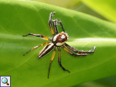 Telamonia dimidiata (Two-striped Jumper), Männchen