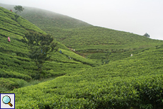 Hügelige Landschaft mit Teepflückerinnen
