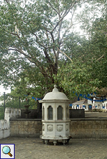 Schrein und Bodhi Gara in Dambulla