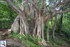 Imposanter Baum in Dambulla