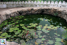 Kleiner Seerosenteich in Dambulla in der Nähe der Höhlentempel