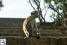 Männlicher Ceylon-Hutaffe (Macaca sinica) in Dambulla