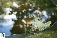 Teich mit Fischgiftbaum-Blüte (Barringtonia asiatica)