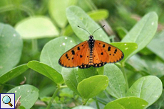 Tawny Coster (Acraea terpsichore)